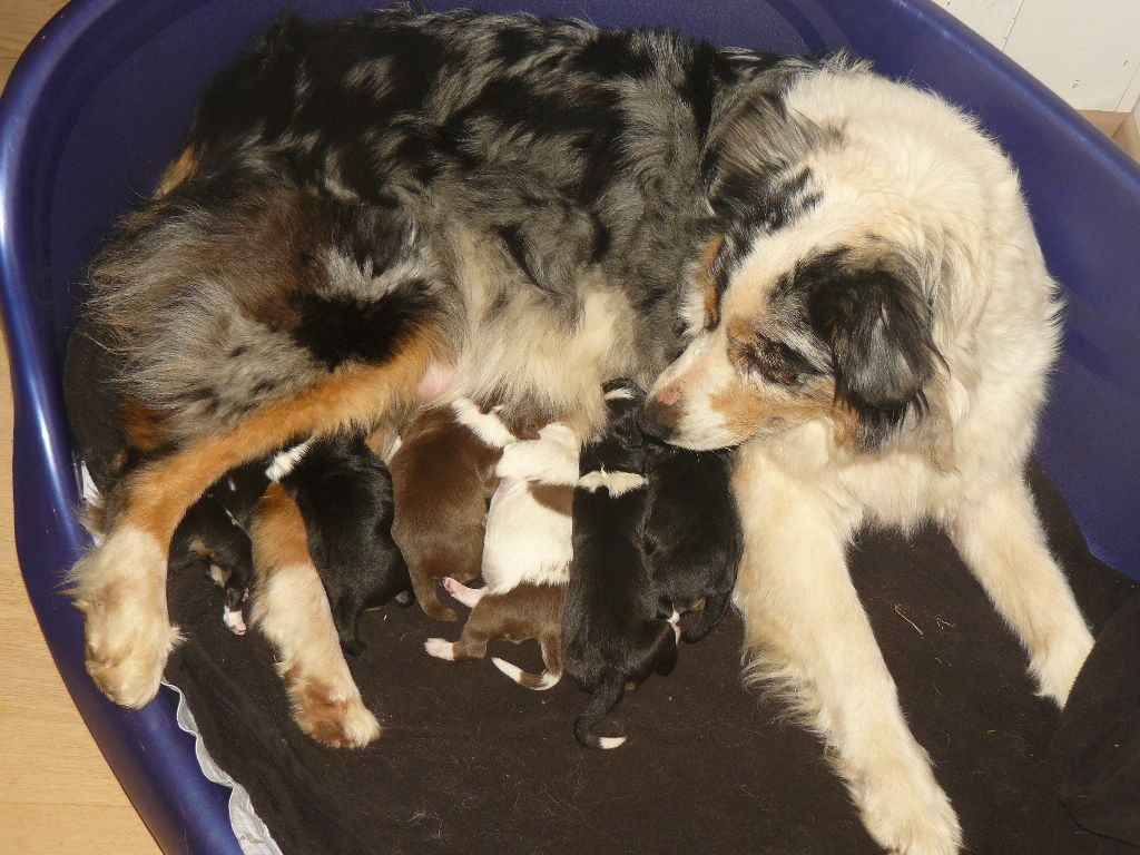 Chiots